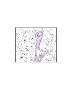 Cell Signaling Phospho-Stat5 (Tyr694) (C11c5) Rabbit mAb