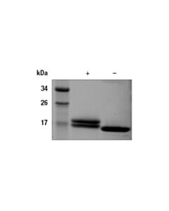 Cell Signaling Human Ifn-Alpha 2a Recombinant Protein