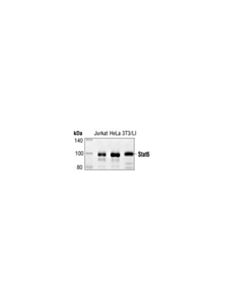 Cell Signaling Stat6 Antibody
