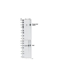 Cell Signaling Phospho-Stat6 (Tyr641) (C11a12) Rabbit mAb