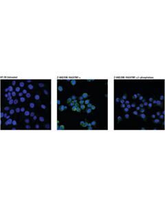 Cell Signaling Phospho-Rip3 (Ser227) (D6w2t) Rabbit mAb