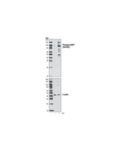 Cell Signaling Phospho-Bap1 (Ser592) Antibody