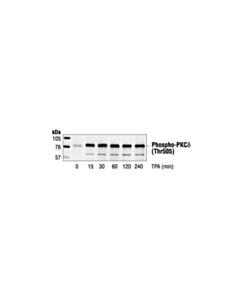Cell Signaling Phospho-Pkcdelta (Thr505) Antibody