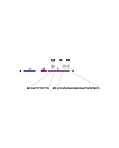 Cell Signaling Phospho-Pkctheta (Thr538) Antibody