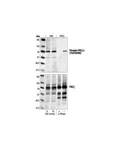 Cell Signaling Phospho-Pkczeta/Lamba (Thr410/403) Antibody