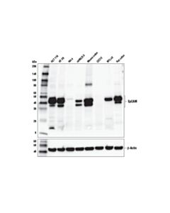 Cell Signaling Epcam (E6v8y) Xp® Rabbit mAb
