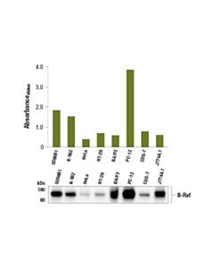 Cell Signaling Pathscan ® Total B-Raf Sandwich ELISA Kit