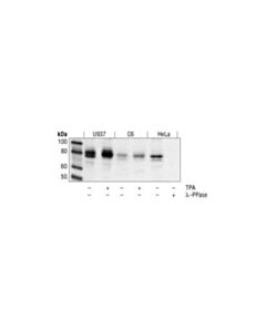 Cell Signaling Phospho-Pkc (Pan) (Gamma Thr514) Antibody