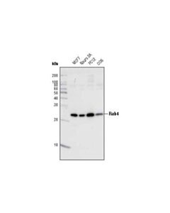 Cell Signaling Rab Family Antibody Sampler Kit