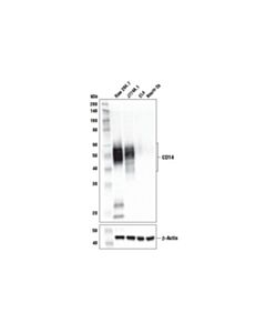 Cell Signaling Cd14 (D1u2y) Rabbit mAb (Mouse Specific)
