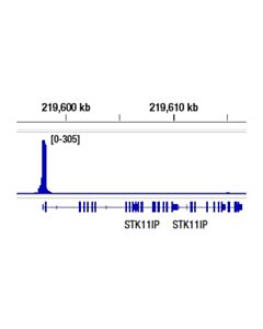 Cell Signaling SP1 (D4C3) Rabbit mAb 20 uL
