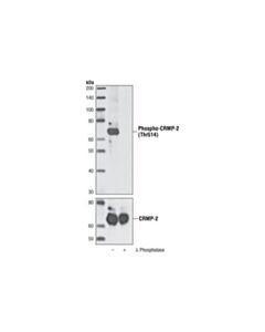 Cell Signaling Phospho-Crmp-2 (Thr514) Antibody