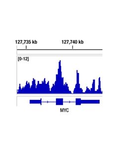 Cell Signaling BRD3 (E3D5N) Rabbit mAb 20 uL