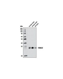 Cell Signaling Vdac2 Antibody