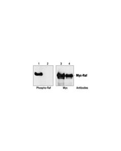 Cell Signaling Phospho-C-Raf (Ser259) Antibody