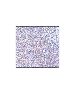 Cell Signaling Phospho-Bad (Ser112) (40a9) Rabbit mAb (BSA And Azide Free)