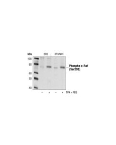 Cell Signaling Phospho-C-Raf (Ser296) Antibody