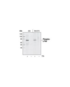 Cell Signaling Phospho-C-Raf (Ser289/296/301) Antibody