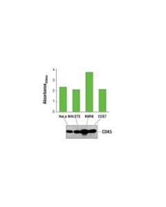 Cell Signaling Pathscan Total Cdk5 Sandwich Elisa Kit