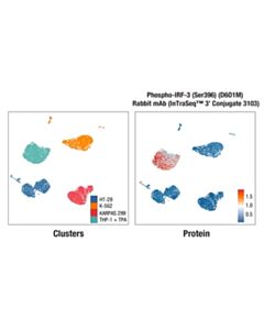Cell Signaling Phospho-IRF-3 (Ser396) (D6O1M) Rabbit mAb (InTraSeq™ 3 Conjugate 3103); 25 µl