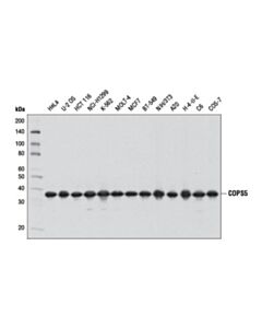 Cell Signaling Cops5 (D15g6) Rabbit mAb
