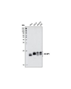 Cell Signaling 4e-Bp1 Antibody