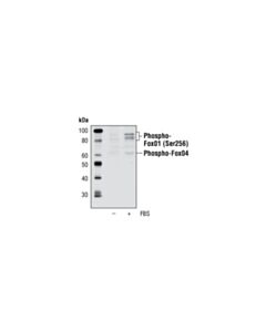 Cell Signaling Phospho-Foxo1 (Ser256) Antibody