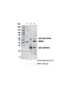 Cell Signaling Mbnl1 Antibody