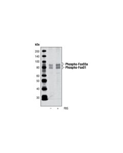 Cell Signaling Phospho-Foxo1 (Thr24)/Foxo3a (Thr32) Antibody