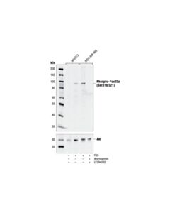 Cell Signaling Phospho-Foxo3a (Ser318/321) Antibody
