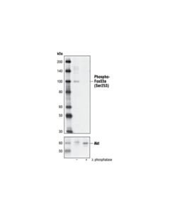 Cell Signaling Phospho-Foxo3a (Ser253) Antibody