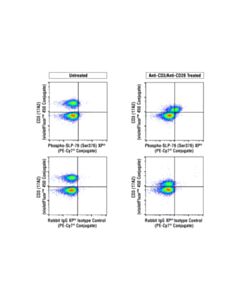 Cell Signaling Phospho-Slp-76 (Ser376) (E3g9u) Xp Rabbit mAb (PE-Cy7 Conjugate)