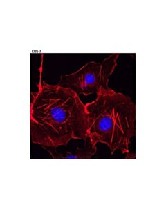 Cell Signaling Beta-Actin (13e5) Rabbit mAb (Alexa Fluor<Lt/>Sup&Gt;® <Lt/>/Sup&Gt;594 Conjugate)
