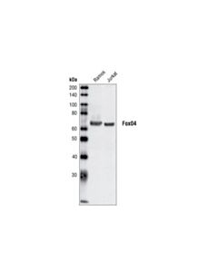 Cell Signaling Foxo4 Antibody