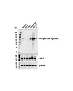 Cell Signaling Phospho-Shp-2 (Tyr542) (E8d6v) Rabbit mAb (BSA And Azide Free)