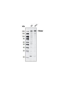 Cell Signaling Rictor (D16h9) Rabbit mAb