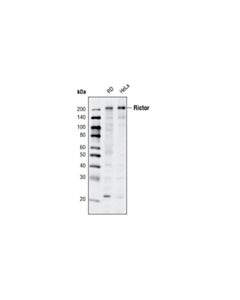 Cell Signaling Rictor (D16H9) Rabbit mAb 20 uL