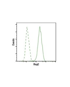 Cell Signaling Ragc (D8h5) Rabbit mAb