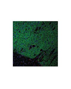 Cell Signaling Adora2a/Adenosine Receptor A2a (E5i8x) Xp Rabbit mAb (Rodent Specific)