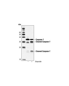 Cell Signaling Caspase-7 (C7) Mouse mAb (Human Specific)