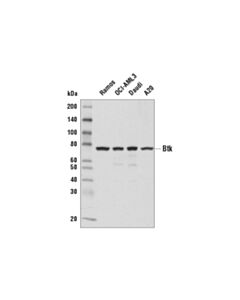 Cell Signaling Btk (D3h5) Rabbit mAb (BSA And Azide Free)