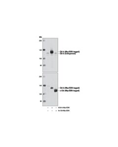 Cell Signaling Cbl-B (D3c12) Rabbit mAb
