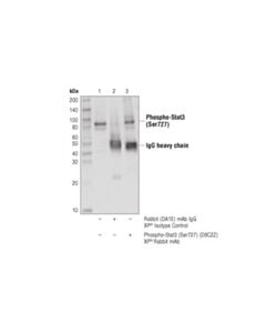 Cell Signaling Phospho-Stat3 (Ser727) (D8c2z) Rabbit mAb