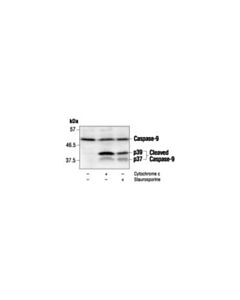 Cell Signaling Caspase-9 Antibody (Mouse Specific)