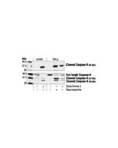 Cell Signaling Cleaved Caspase-9 (Asp315) Antibody (Human Specific)