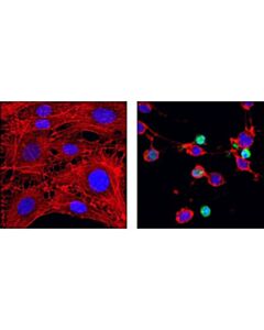 Cell Signaling Cleaved Caspase-9 (Asp353) Antibody