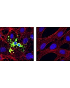 Cell Signaling Cleaved Caspase-9 (Asp353) Antibody (Mouse Specific)