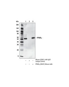 Cell Signaling Ppargamma (D8i3y) Mouse mAb