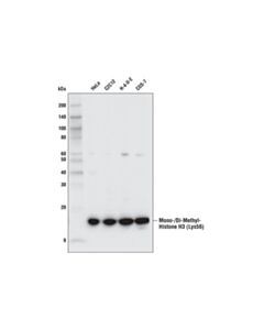 Cell Signaling Mono/Di-Methyl Histone H3 (Lys56) (D4l7l) Rabbit mAb