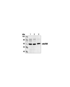 Cell Signaling Cdc25b Antibody